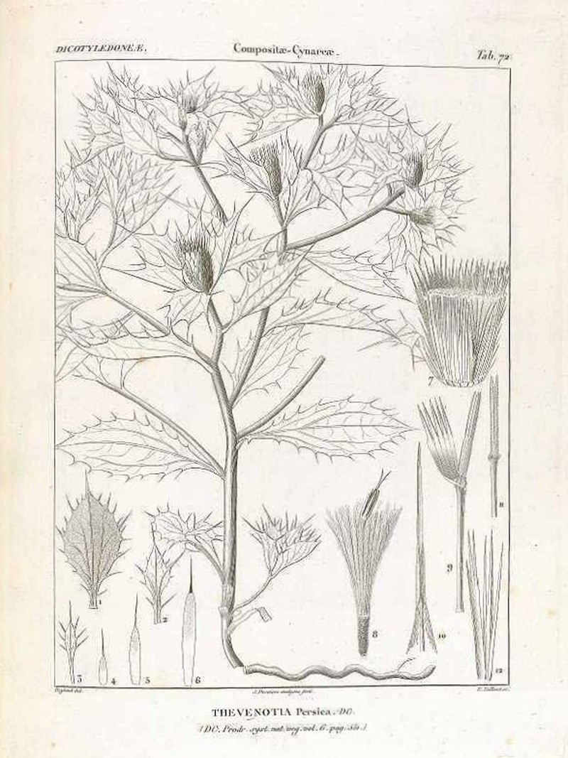 Thevenotia persica photo 5