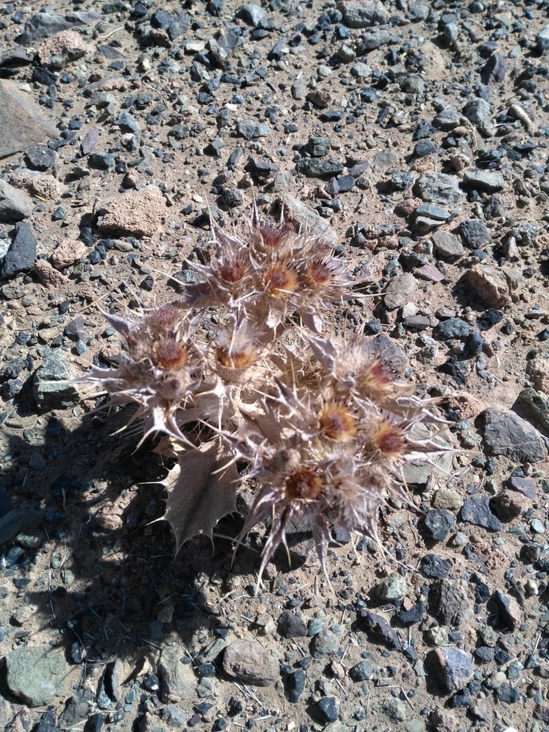 Thevenotia scabra