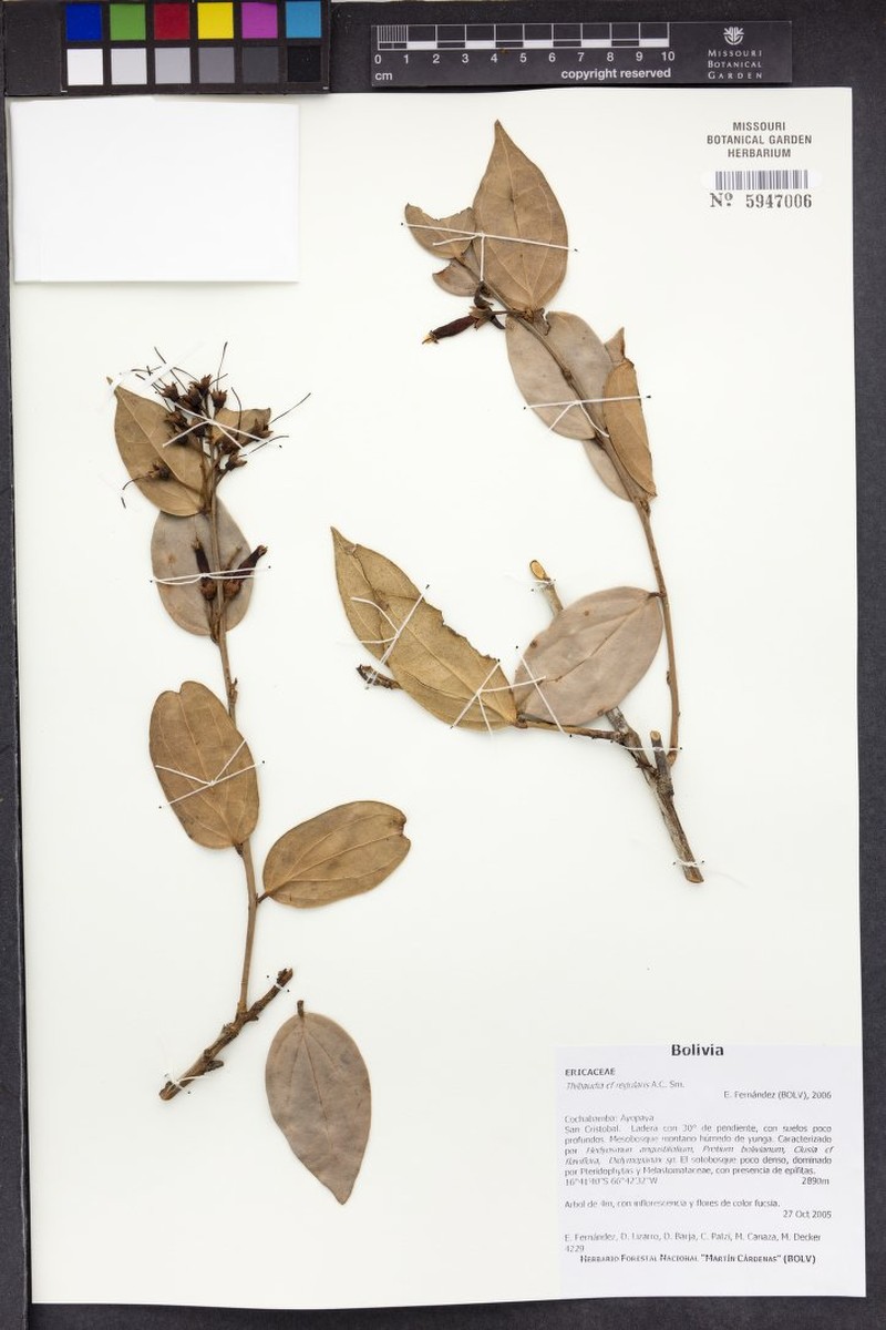 Thibaudia cardenasii