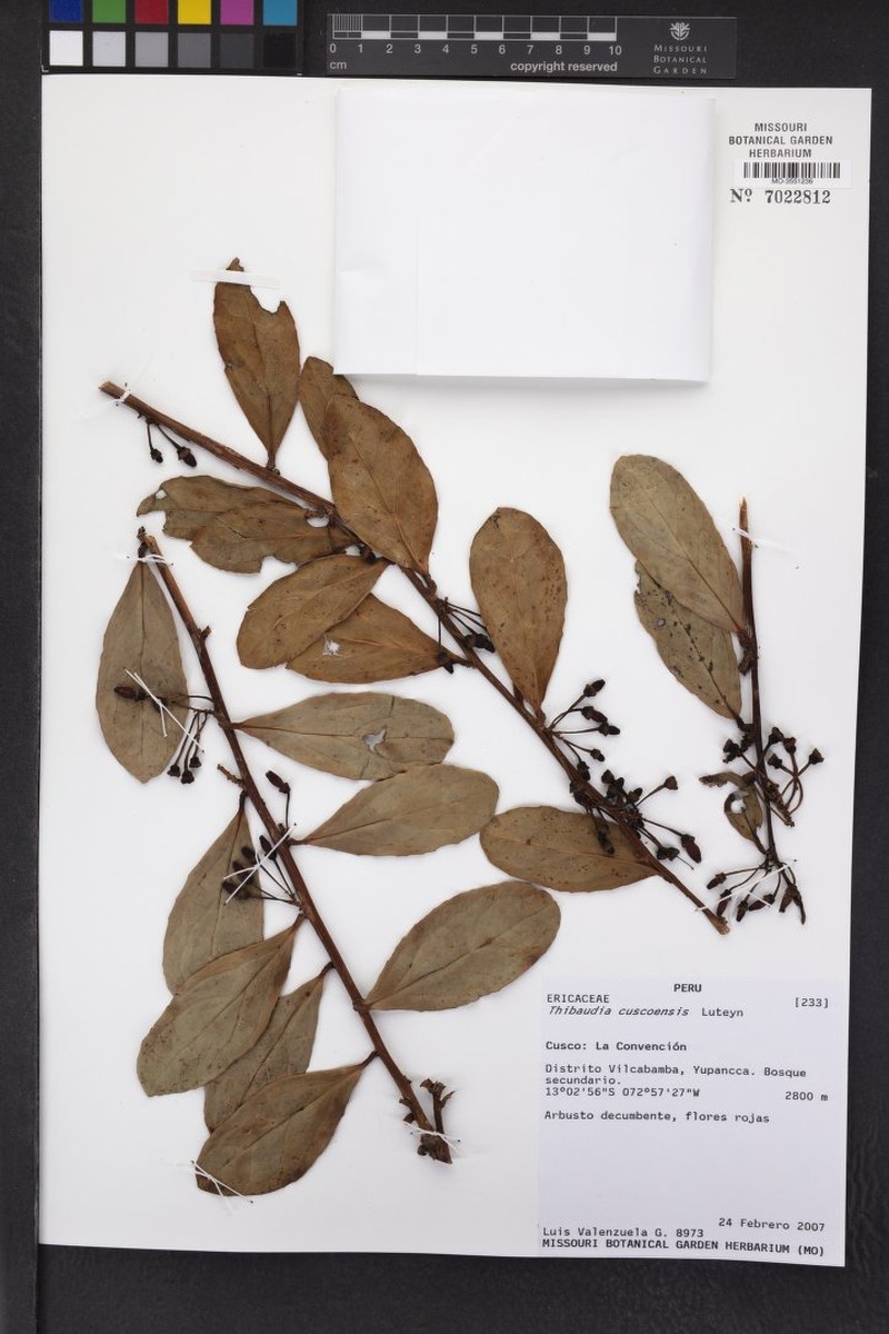 Thibaudia cuscoensis