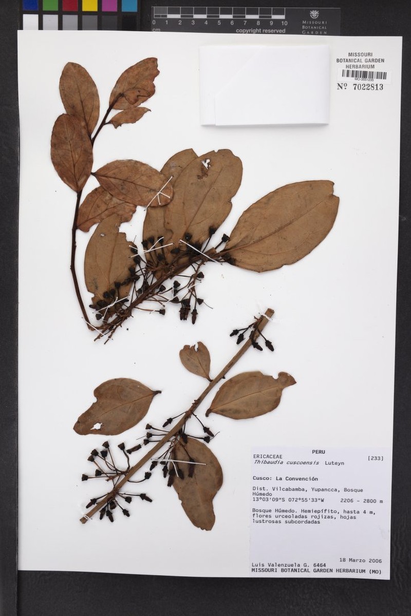 Thibaudia cuscoensis photo 2