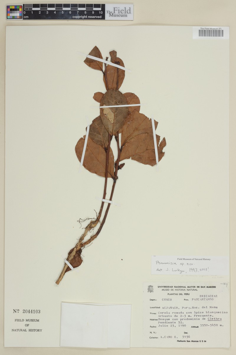 Thibaudia cuscoensis photo 3