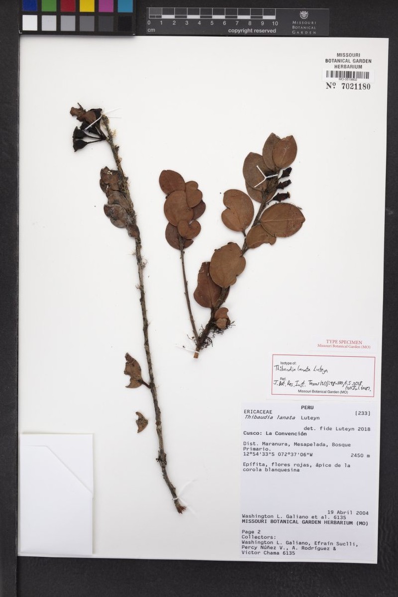 Thibaudia lanata