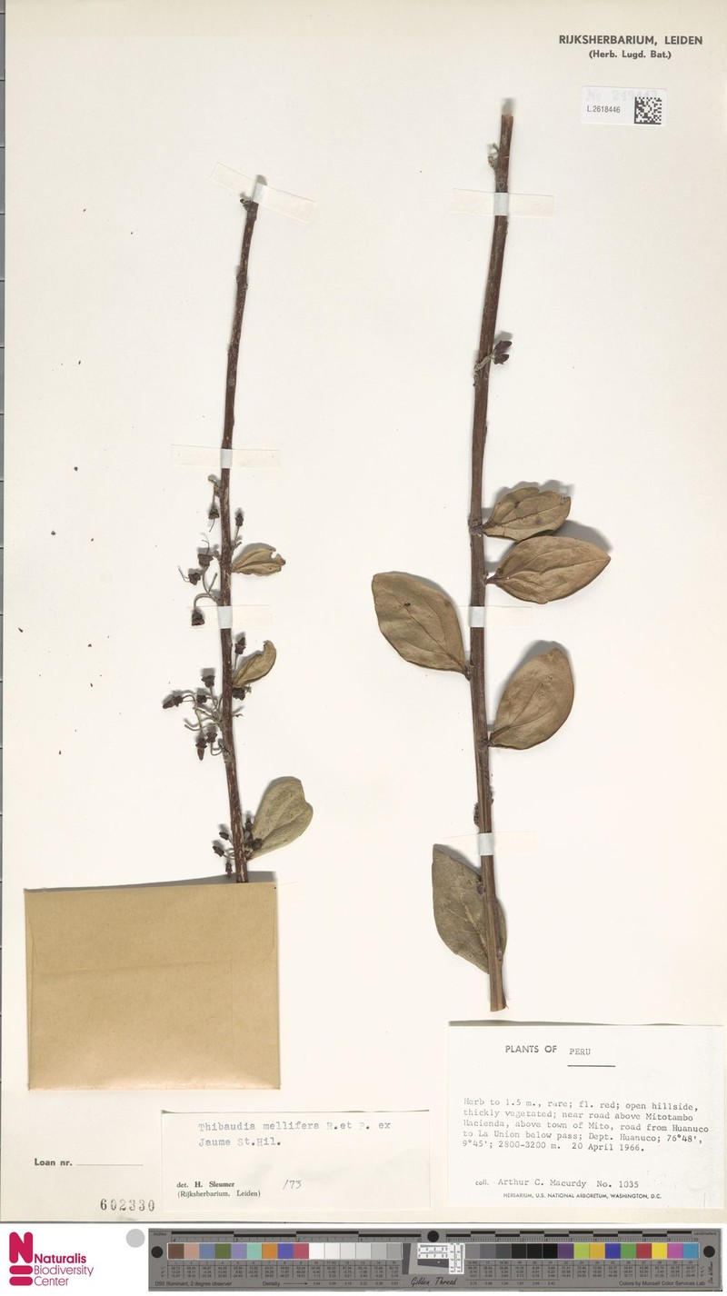 Thibaudia mellifera
