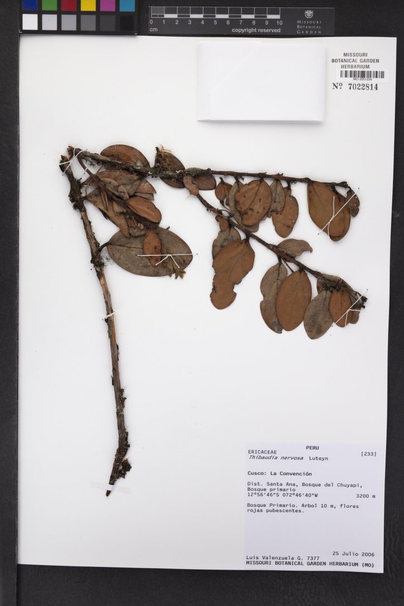 Thibaudia nervosa