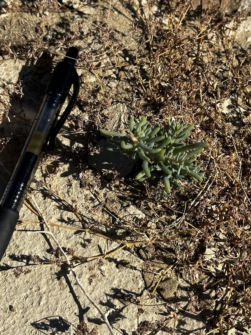 Desert Pussypaws