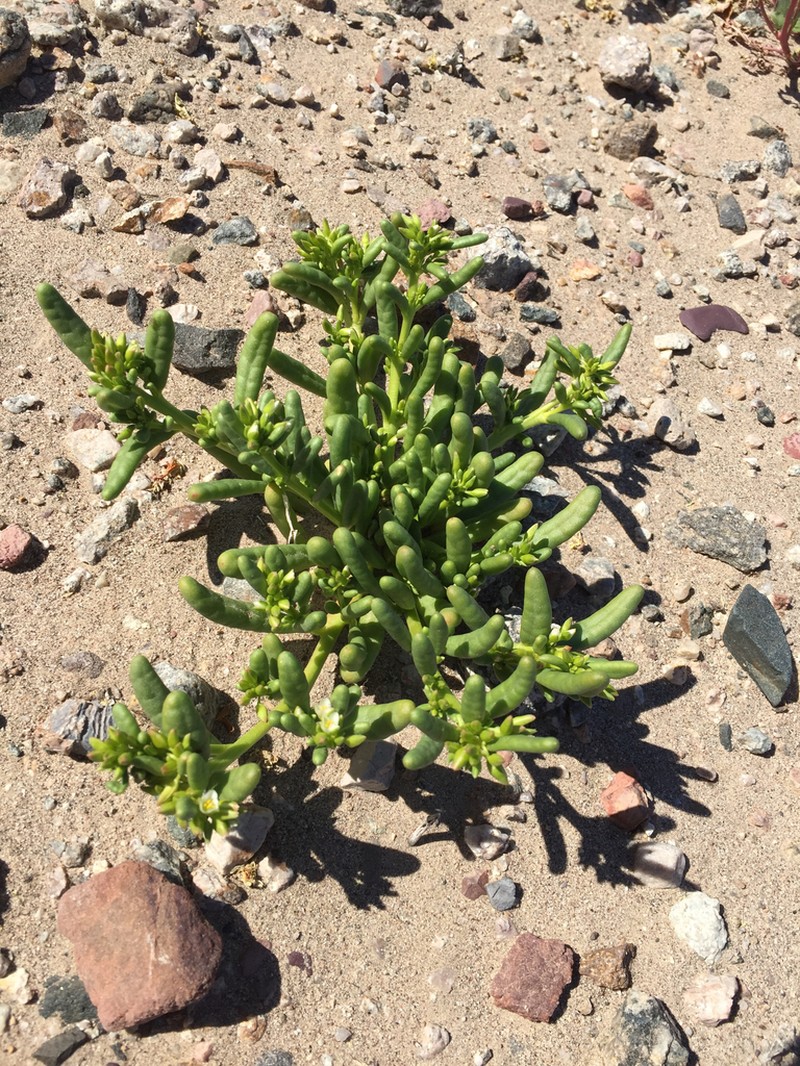 Desert Pussypaws photo 2