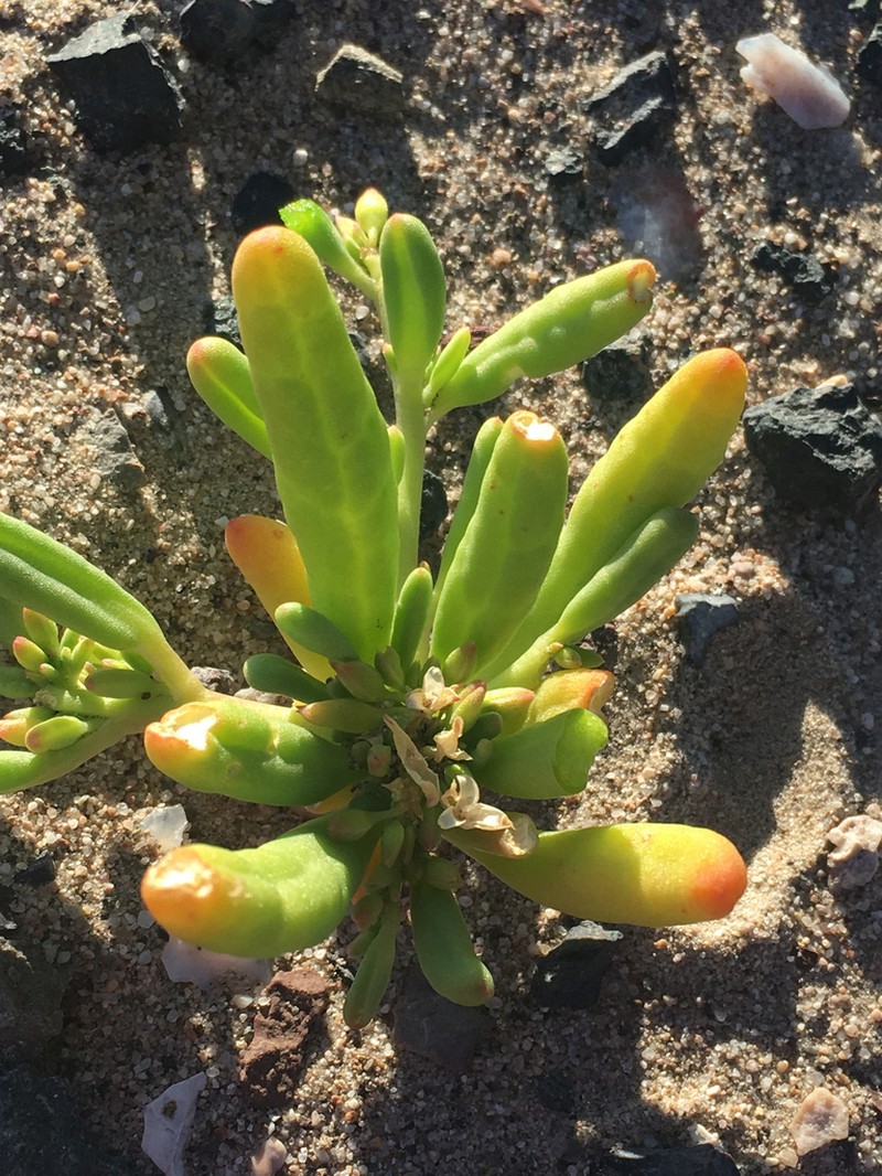 Desert Pussypaws photo 3