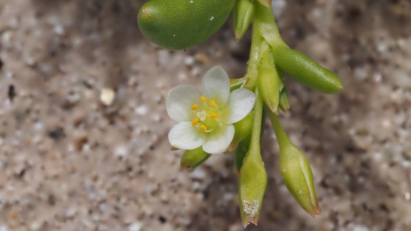 Desert Pussypaws photo 4
