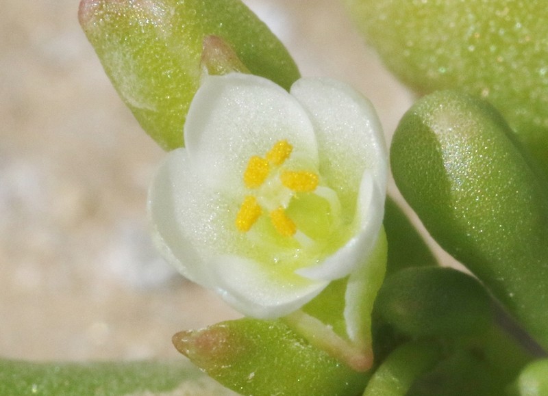 Desert Pussypaws photo 5
