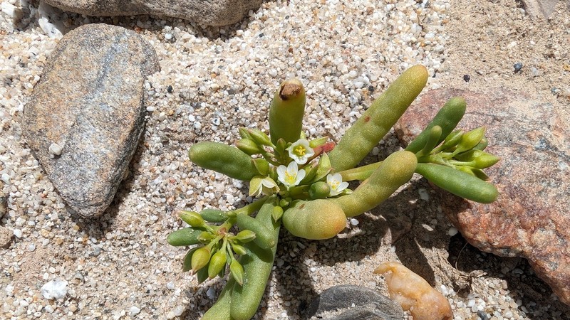 Desert Pussypaws photo 6