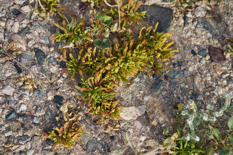 Desert Pussypaws photo 7