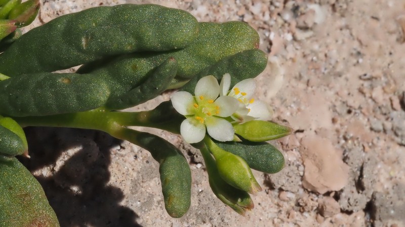 Desert Pussypaws photo 8