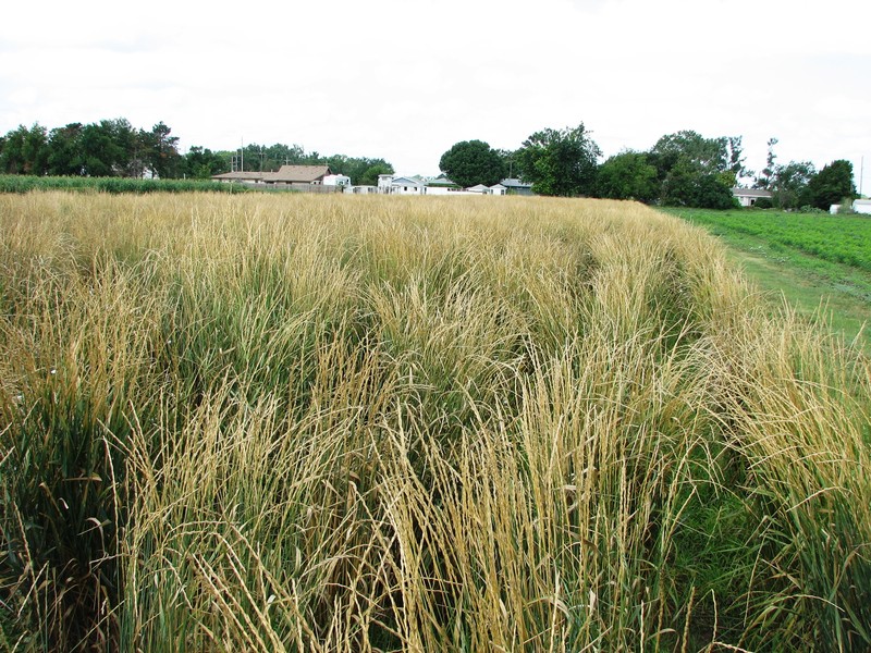 Intermediate Wheatgrass photo 2