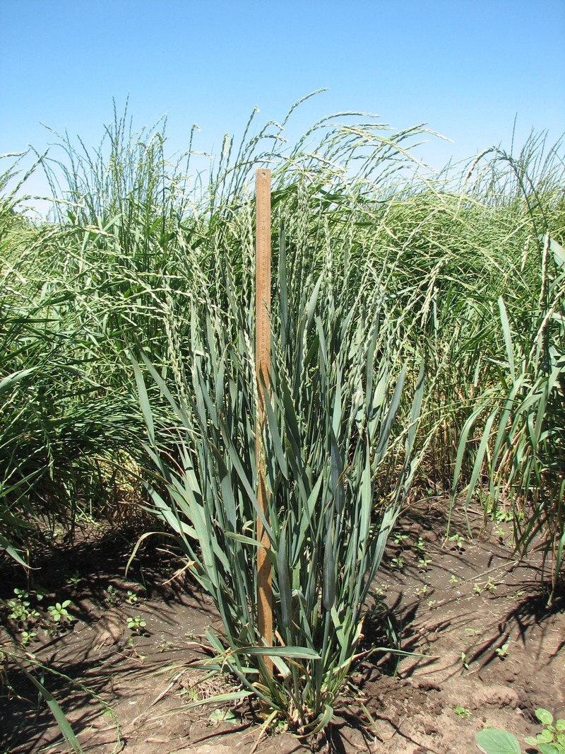Intermediate Wheatgrass photo 3