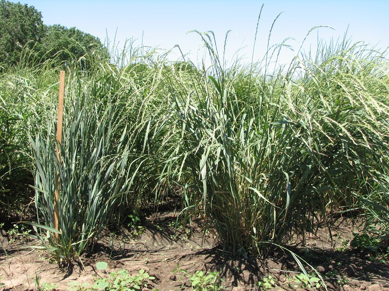 Intermediate Wheatgrass photo 4