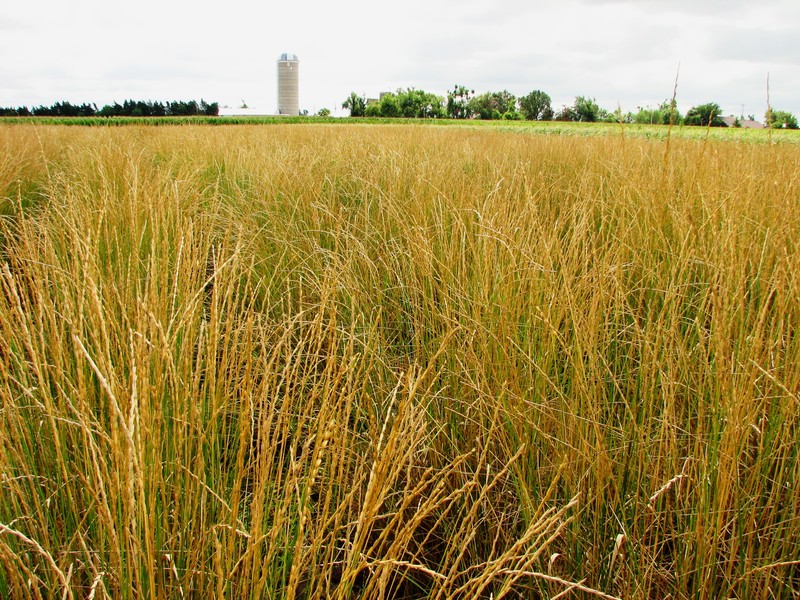Intermediate Wheatgrass