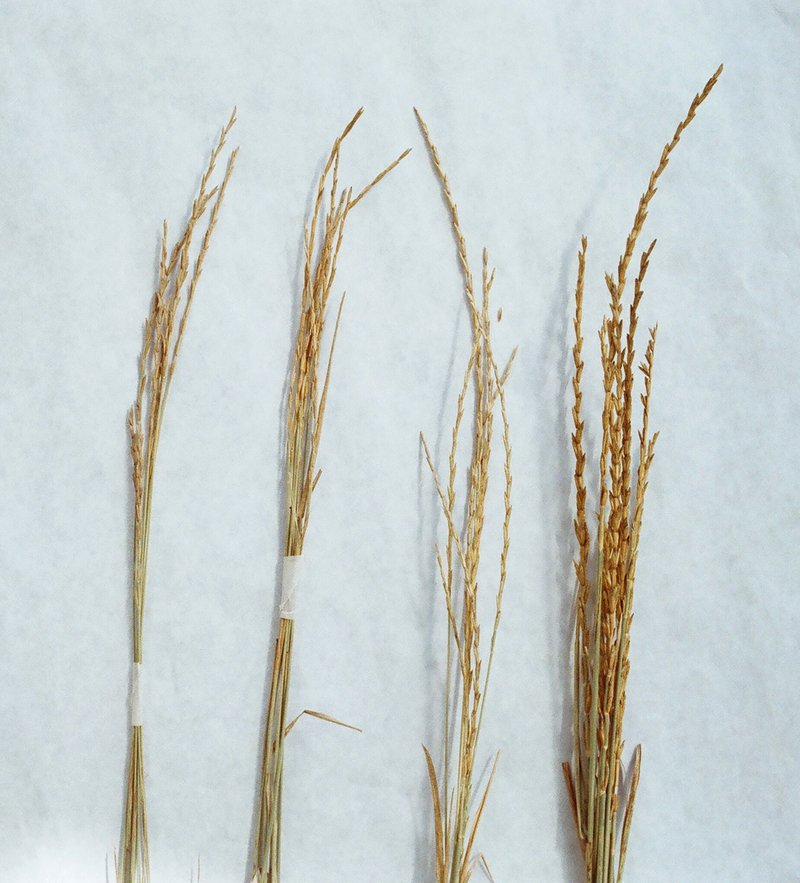 Intermediate Wheatgrass photo 7