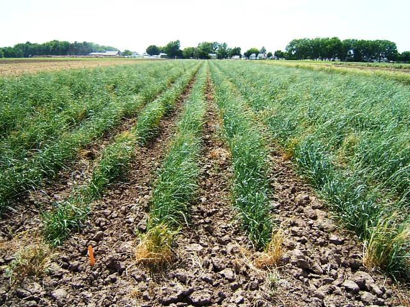 Intermediate Wheatgrass photo 8