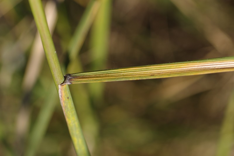 Tall Wheatgrass photo 6
