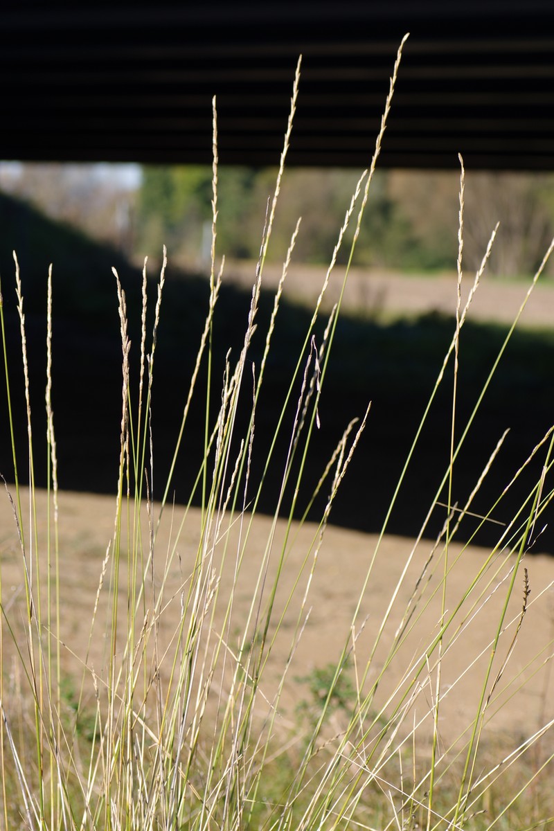 Tall Wheatgrass photo 7
