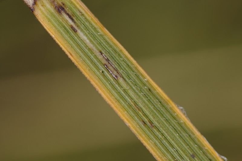 Tall Wheatgrass photo 8