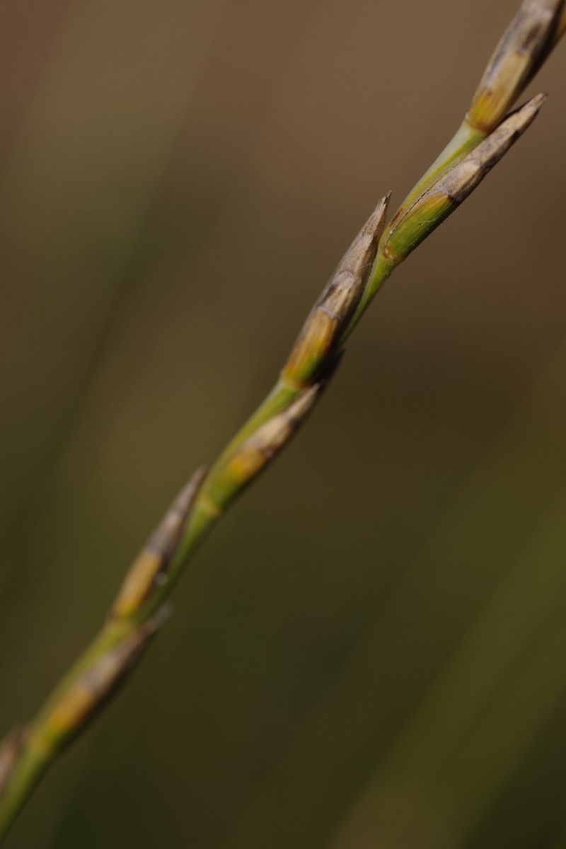 Tall Wheatgrass photo 5