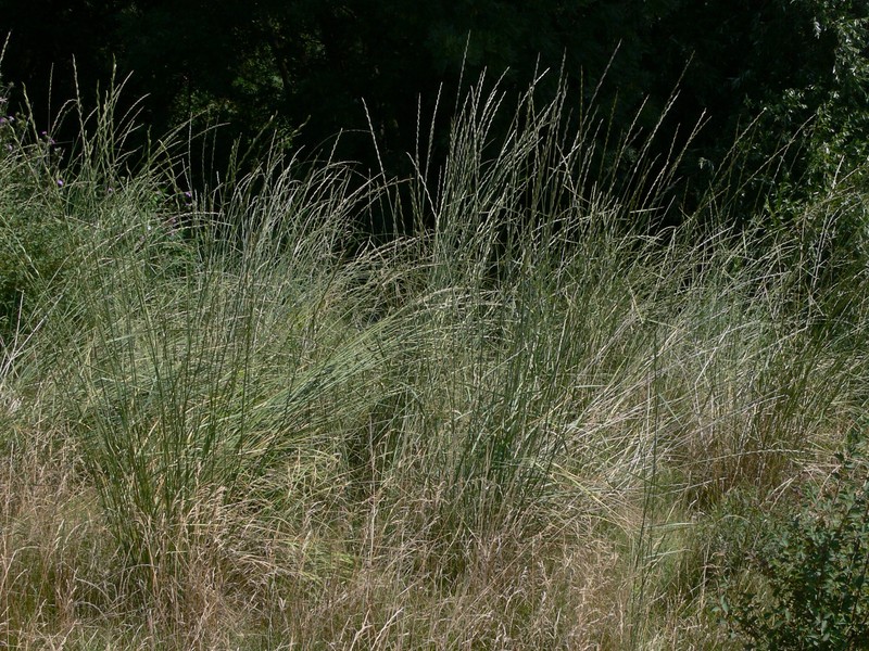 Tall Wheatgrass photo 2