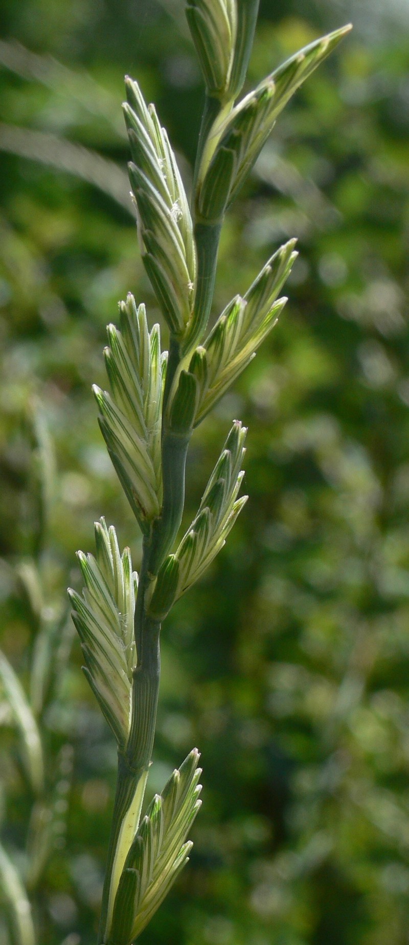 Tall Wheatgrass photo 3