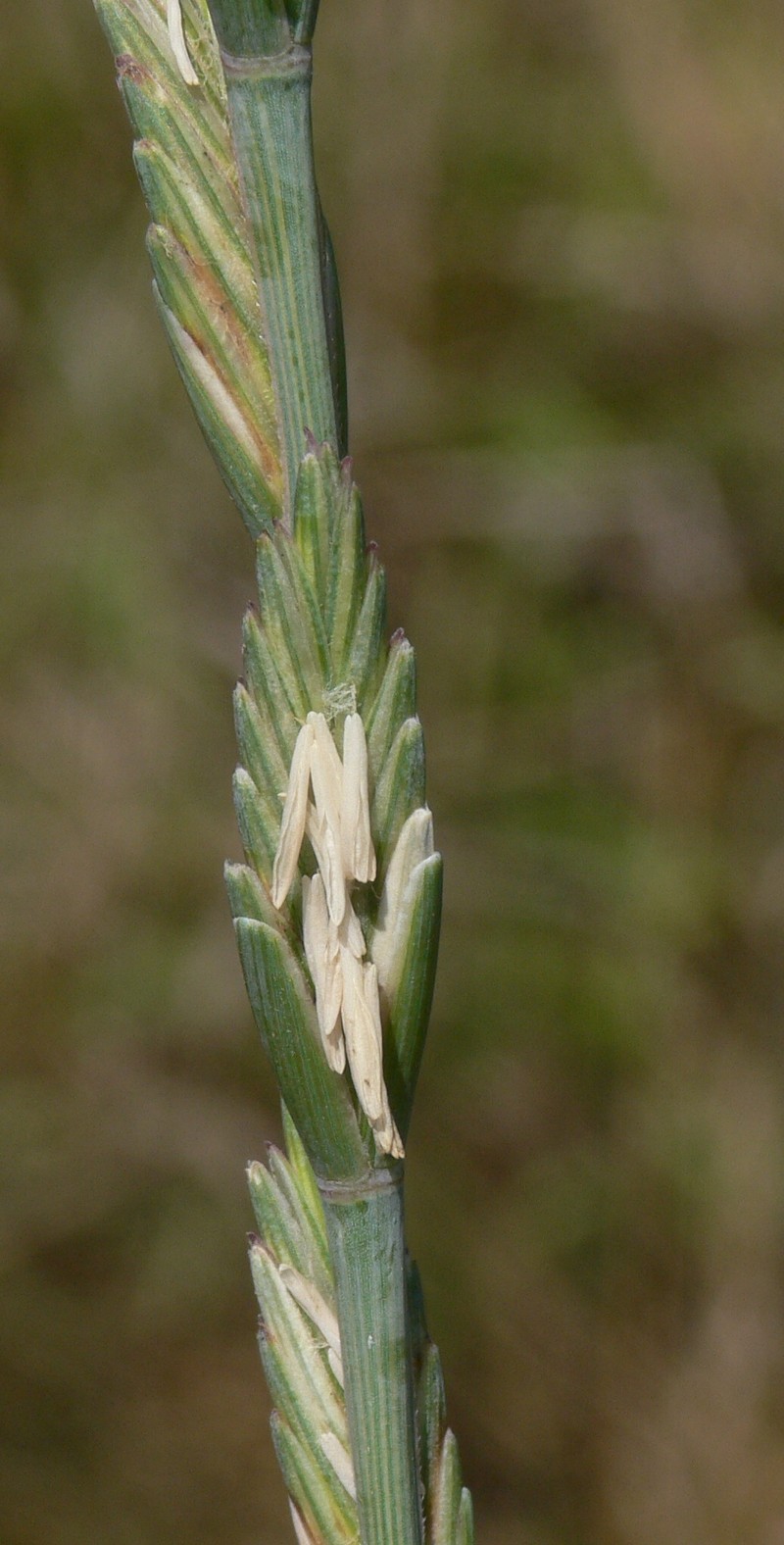 Tall Wheatgrass photo 4