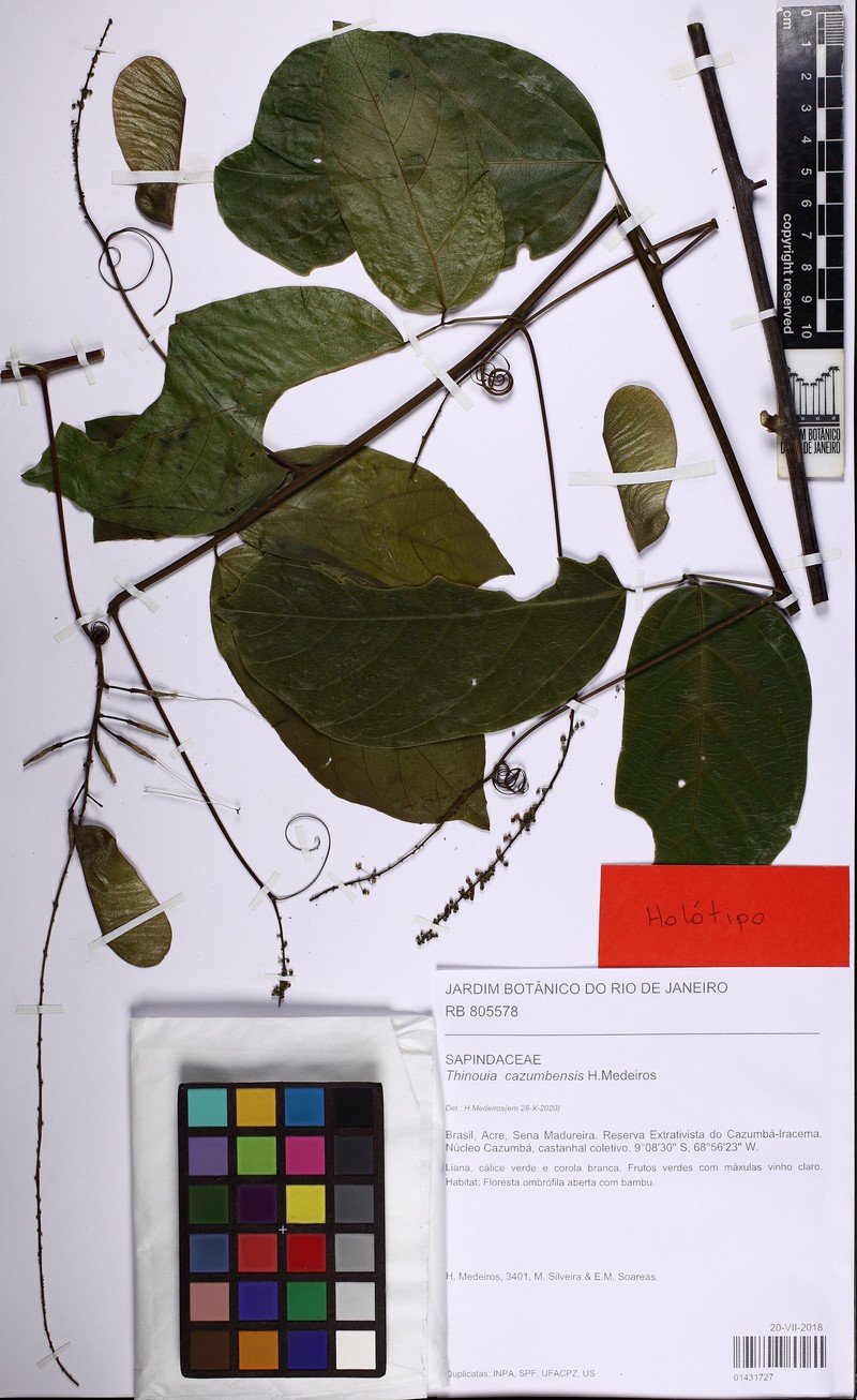 Thinouia cazumbensis