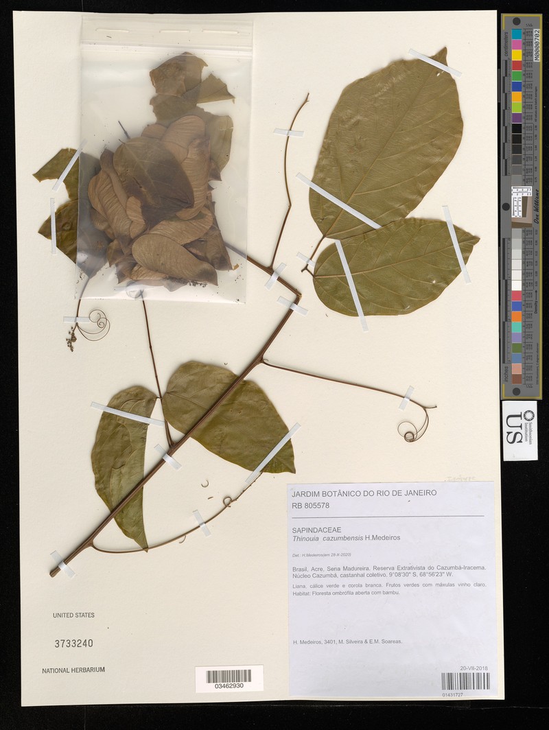 Thinouia cazumbensis photo 2