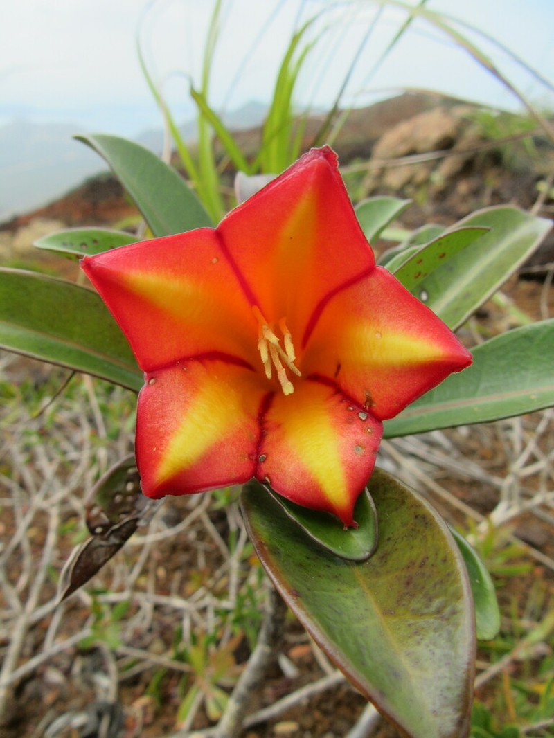 Thiollierea laureana photo 2