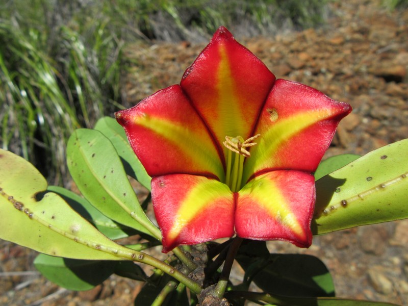 Thiollierea laureana photo 3