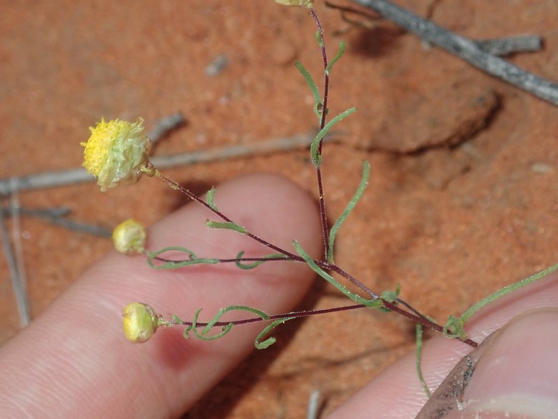 Thiseltonia gracillima photo 2
