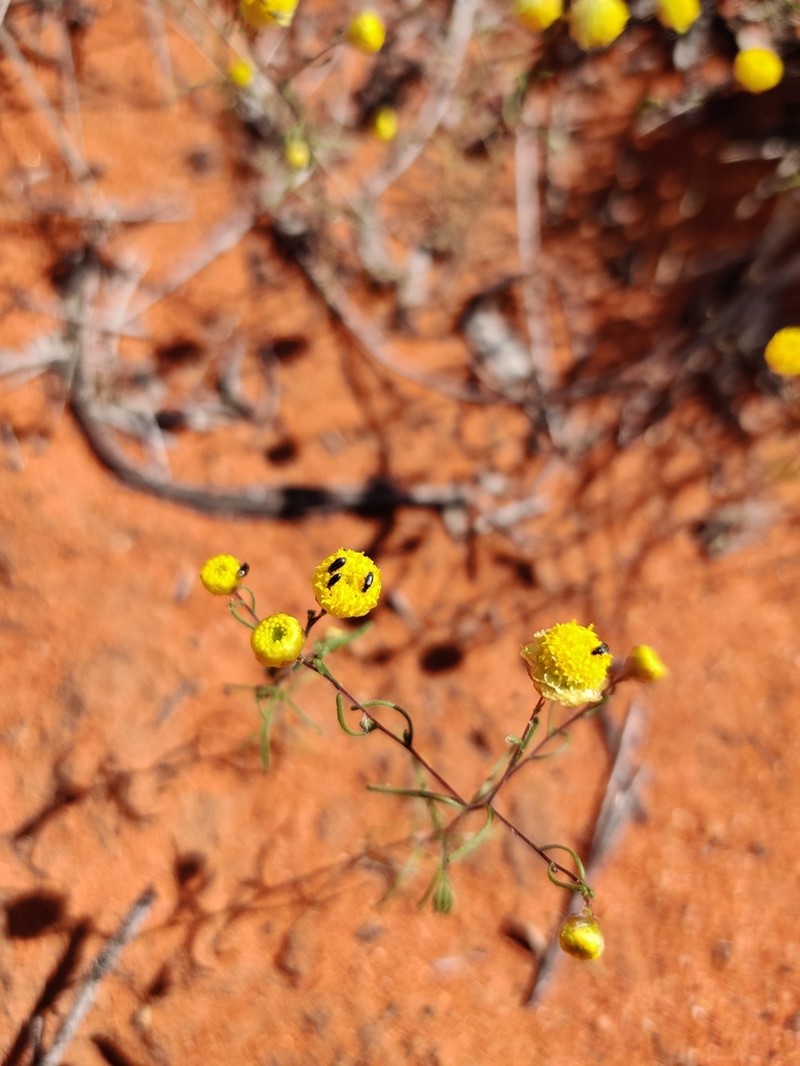 Thiseltonia gracillima photo 4