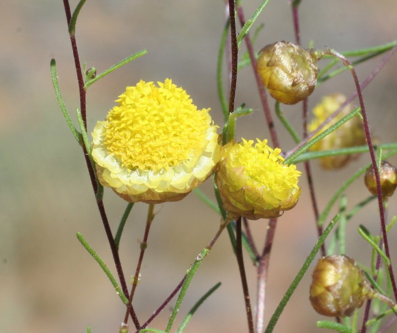 Thiseltonia gracillima photo 6
