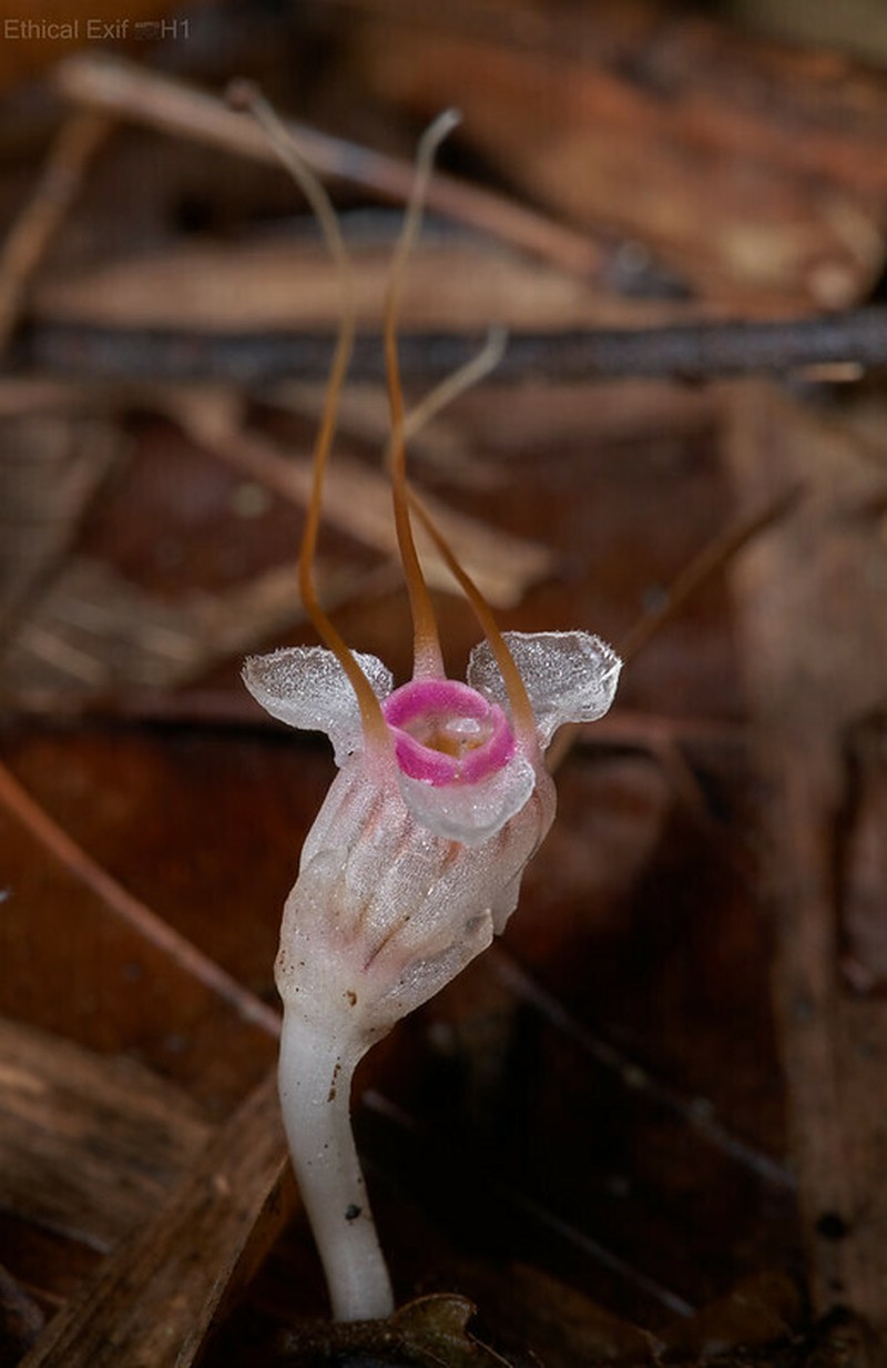 Thismia calcarata