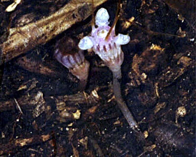 Thismia calcarata photo 2