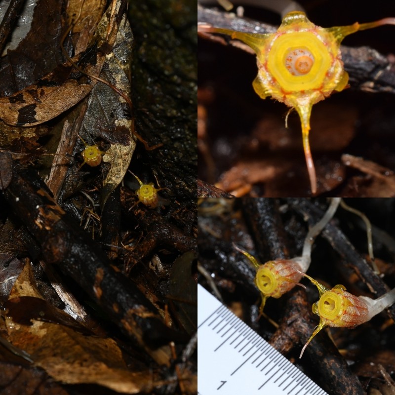 Thismia guangdongensis