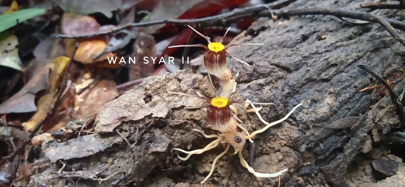 Thismia malayana