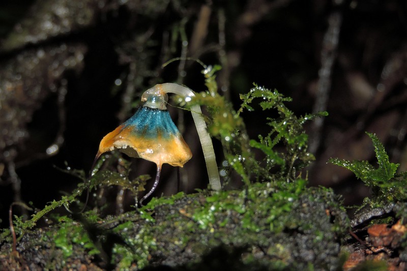 Thismia mantiqueirensis