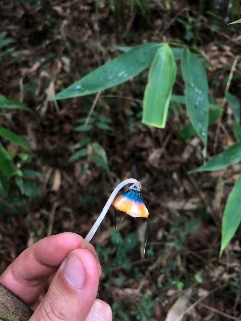Thismia mantiqueirensis photo 5