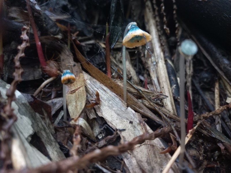 Thismia mantiqueirensis photo 6