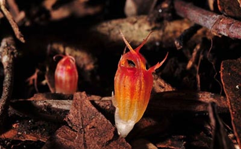 Thismia megalongensis
