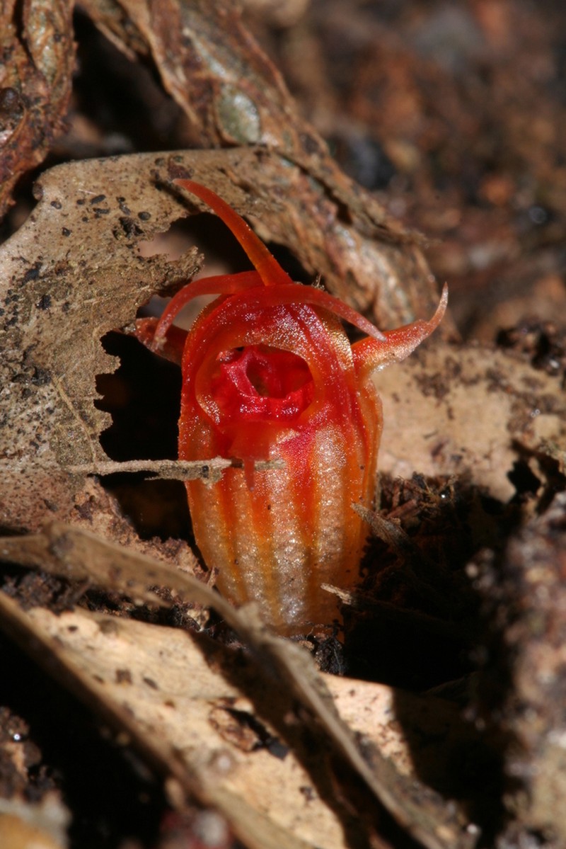 Thismia megalongensis photo 3