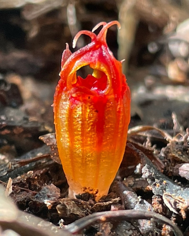 Thismia megalongensis photo 4