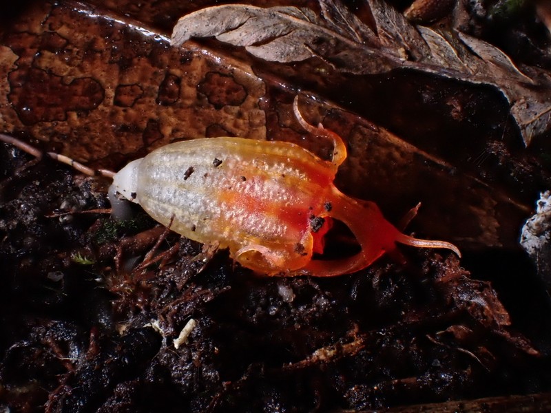 Thismia megalongensis photo 7