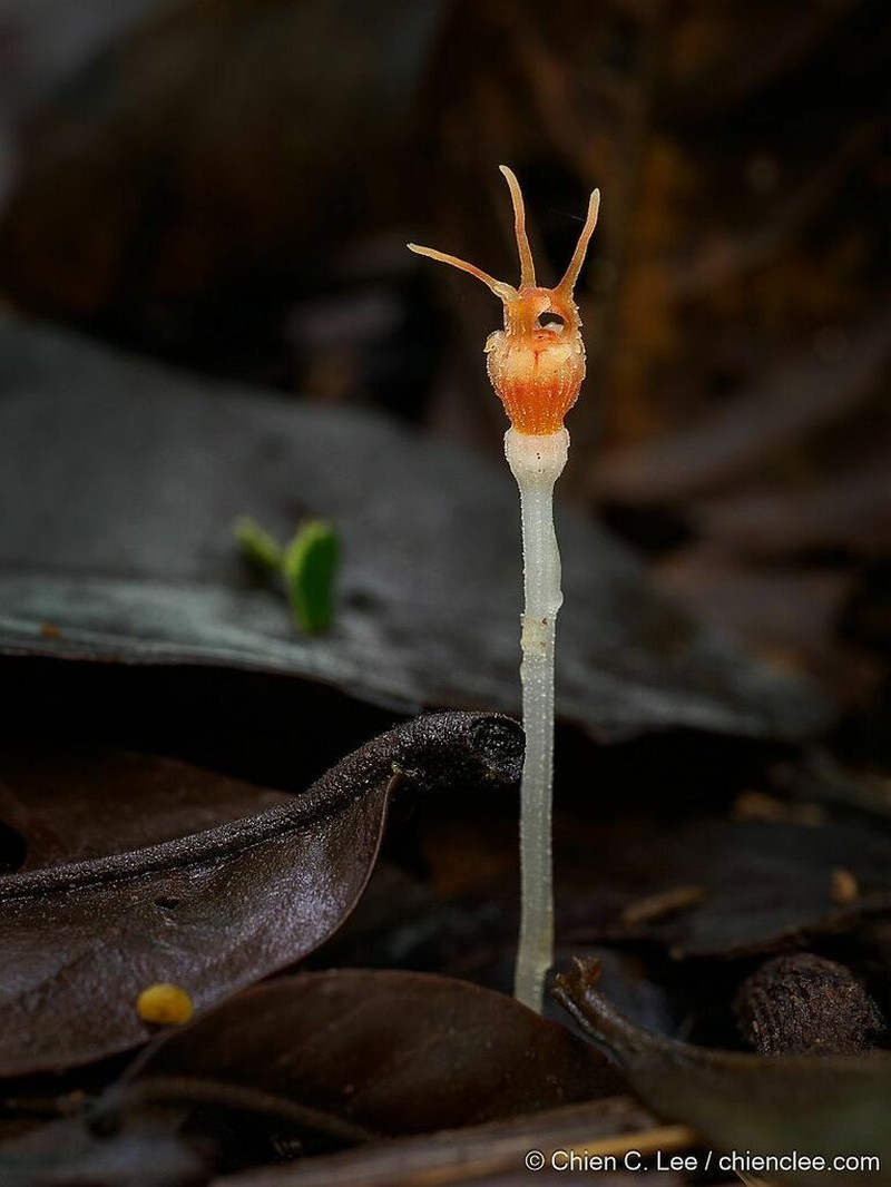 Thismia minutissima