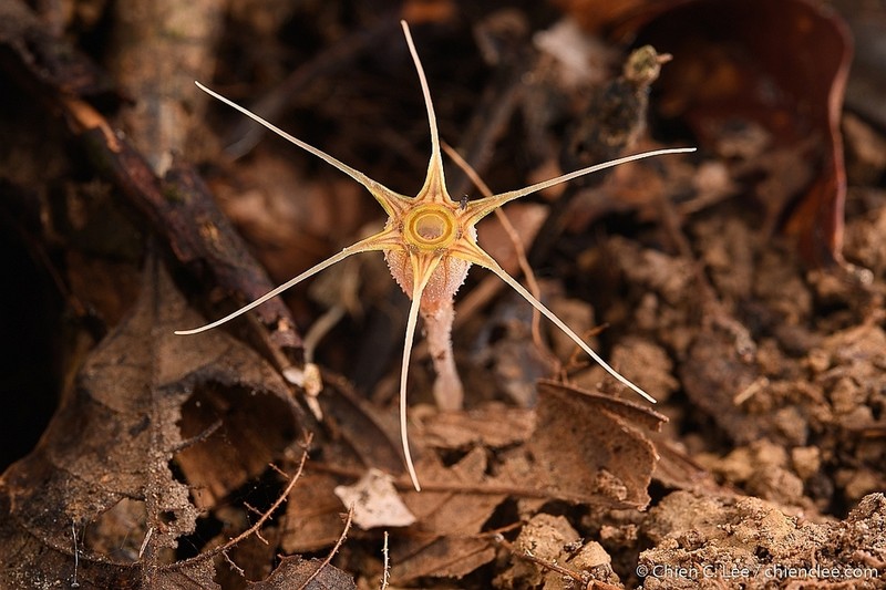 Thismia ornata